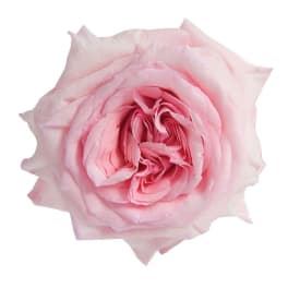 Single pale pink rose bloom on a white background