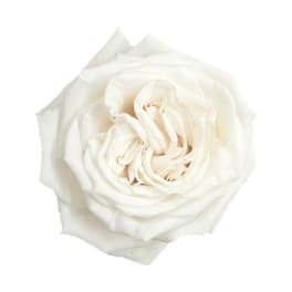 Single open white rose bloom with layered petals on a white background