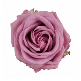 Single pink rose bloom on a white background