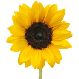 Single yellow sunflower bloom with dark center on white background