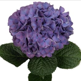 Purple hydrangea bloom with dark green leaves