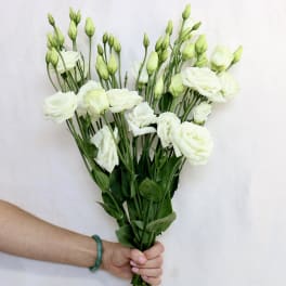 Hand holding a loose bunch of white lisianthus stems with many buds against a plain background