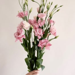 Handheld bundle of tall pink lisianthus stems against a plain light background