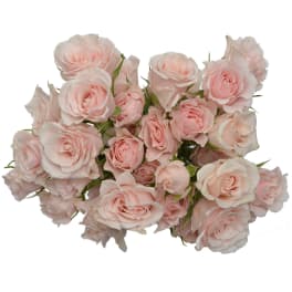 Bundle of light pink spray roses with tightly clustered blooms against a white background
