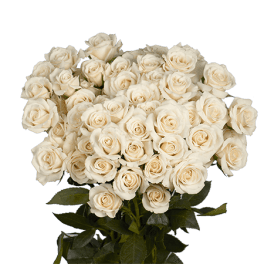 White Spray Roses
