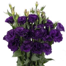 Bundle of deep purple lisianthus blooms with unopened buds against a white background