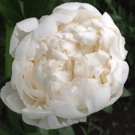 Close-up of a fully open white peony blossom
