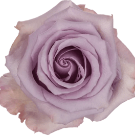 Ocean Song (24 stems per bunch)