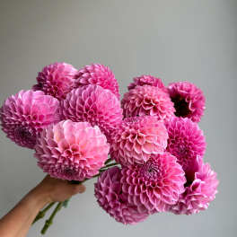 Handheld bouquet of pink dahlias against a plain gray background