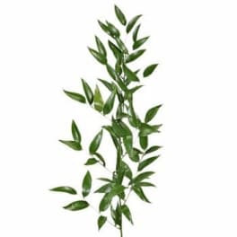 Single tall stem of glossy green foliage on a white background