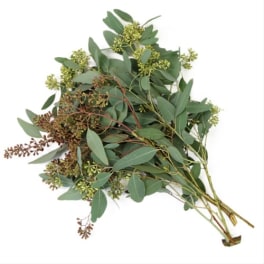 Bundle of long-stemmed eucalyptus foliage with small clusters of green seed pods