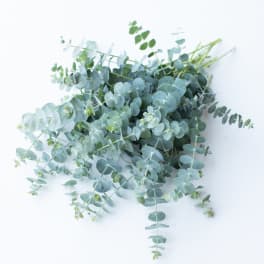 Bundle of silver-blue eucalyptus stems on a white background