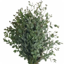 Bundle of tall eucalyptus greenery stems fanned out against a white background