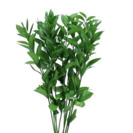 Bunch of tall green foliage stems on a white background