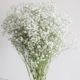 Bunch of tiny white flowers on thin green stems against a light background