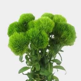 Bouquet of bright green pompom flowers with long stems