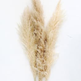 Pampas Grass (5 stems) Bunch