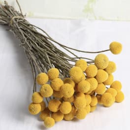 Bundle of long-stemmed yellow spherical flowers laid on a white surface
