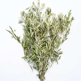 Bundle of olive branches with narrow green-gray leaves and small green olives