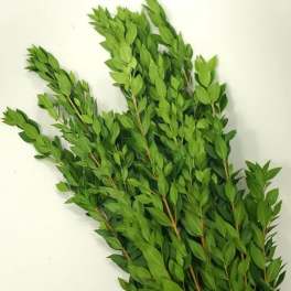 Bundle of leafy green branches on a white background