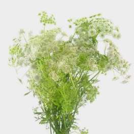 Tall bunch of airy white filler flowers with bright green accents against a white background