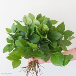 Hand holding a large bundle of fresh green leafy stems against a light background