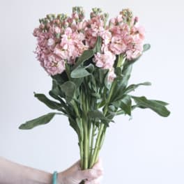 Hand holding a bunch of light pink stock flowers with long green stems