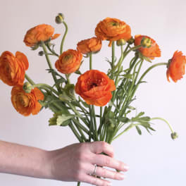Handheld bunch of bright orange flowers against a light background