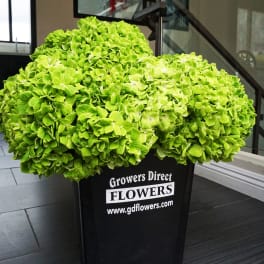 Large cluster of bright green hydrangeas in a black Growers Direct Flowers bucket