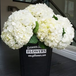 Cluster of white hydrangea blooms in a black plastic bucket.