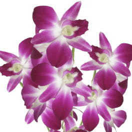 Cluster of purple and white dendrobium orchid blooms