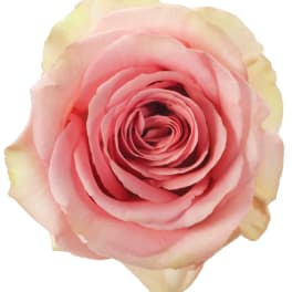 Single open pink rose bloom with cream-tinted outer petals, shown from above
