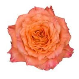 Single peach-orange rose bloom with ruffled petals on a white background