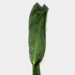 Single long green leaf bundle on a white background