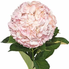 Single stem of pale pink hydrangea blossom on white background