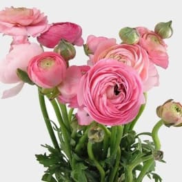 Bunch of pink ranunculus stems with open blooms and buds