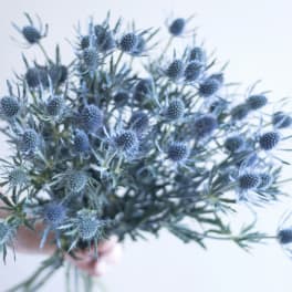 Handheld bunch of spiky blue thistle-like blooms against a light background