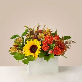 Sunflower and orange rose arrangement in a white box