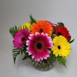 Colorful gerbera daisies arranged in a clear glass vase