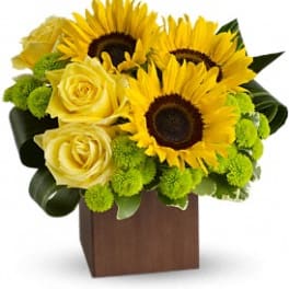 Sunflower Fantasy