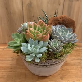 Succulent arrangement in a ceramic bowl with moss and a dried accent