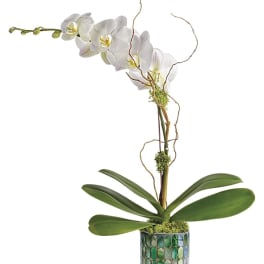 White orchid plant in a mosaic-patterned pot with curved decorative branches