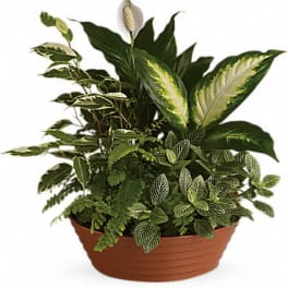 Mixed green houseplants with a single white bloom in a low brown planter