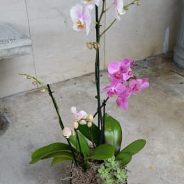 Potted orchid arrangement with pink and white blooms in a black container