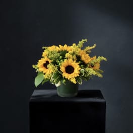 Sunflower Field