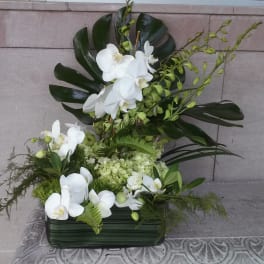 White orchids arranged in a low rectangular container with dark green foliage
