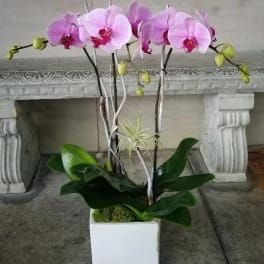 Pink orchid arrangement in a white square planter