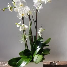 White orchid plant in a square white pot