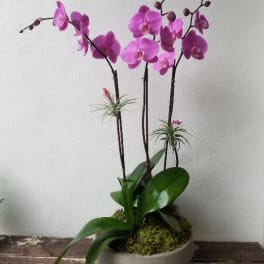 3 Purple Phalaenopsis Orchid
