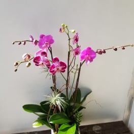 Pink orchids arranged in a white square vase